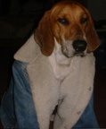 Sheepskin roscoe2